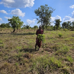 6) Tanz 24 Trees Plant 4 Leo.jpg